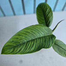 Load image into Gallery viewer, #H79 Philodendron Rugapetiolatum