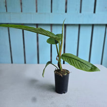 Load image into Gallery viewer, #H79 Philodendron Rugapetiolatum