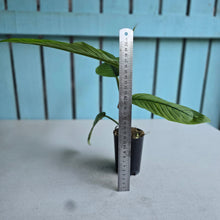 Load image into Gallery viewer, #H79 Philodendron Rugapetiolatum