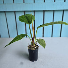 Load image into Gallery viewer, #H79 Philodendron Rugapetiolatum