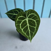 Load image into Gallery viewer, #G3 Anthurium Clarinervium