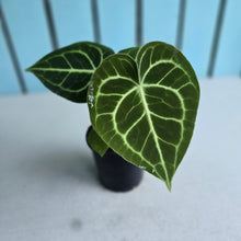 Load image into Gallery viewer, #G3 Anthurium Clarinervium