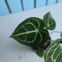 Load image into Gallery viewer, #G3 Anthurium Clarinervium