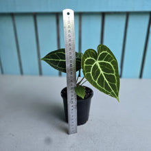 Load image into Gallery viewer, #G3 Anthurium Clarinervium