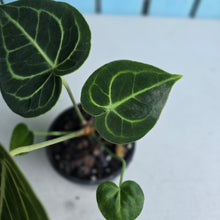 Load image into Gallery viewer, #G3 Anthurium Clarinervium