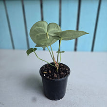 Load image into Gallery viewer, #G3 Anthurium Clarinervium
