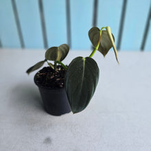 Load image into Gallery viewer, #i119 Philodendron Gigas