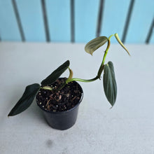 Load image into Gallery viewer, #i119 Philodendron Gigas
