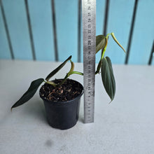 Load image into Gallery viewer, #i119 Philodendron Gigas