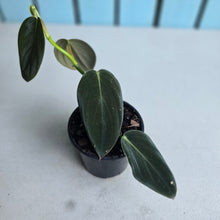 Load image into Gallery viewer, #i119 Philodendron Gigas