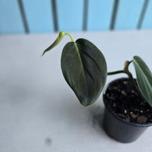 Load image into Gallery viewer, #i119 Philodendron Gigas
