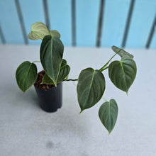 Load image into Gallery viewer, #6 Two x Headed Philodendron Melanochrysum x Sharoniae