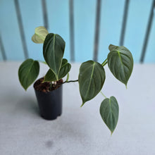 Load image into Gallery viewer, #6 Two x Headed Philodendron Melanochrysum x Sharoniae