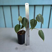 Load image into Gallery viewer, #6 Two x Headed Philodendron Melanochrysum x Sharoniae