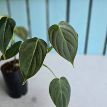 Load image into Gallery viewer, #6 Two x Headed Philodendron Melanochrysum x Sharoniae