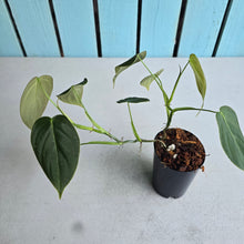 Load image into Gallery viewer, #6 Two x Headed Philodendron Melanochrysum x Sharoniae