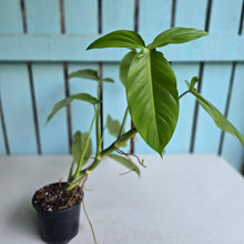 Load image into Gallery viewer, #H65 Philodendron Tripartitum