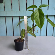 Load image into Gallery viewer, #H65 Philodendron Tripartitum