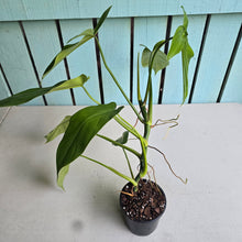 Load image into Gallery viewer, #H65 Philodendron Tripartitum