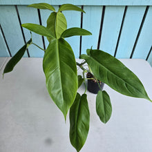 Load image into Gallery viewer, #H65 Philodendron Tripartitum