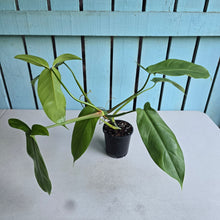 Load image into Gallery viewer, #32C Philodendron Tripartitum