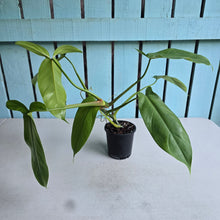Load image into Gallery viewer, #32C Philodendron Tripartitum