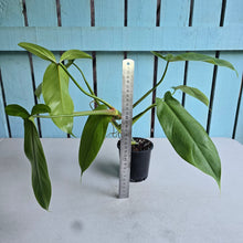 Load image into Gallery viewer, #32C Philodendron Tripartitum