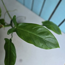 Load image into Gallery viewer, #32C Philodendron Tripartitum