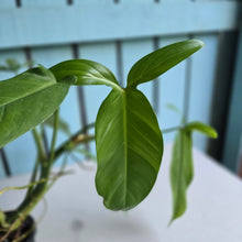 Load image into Gallery viewer, #32C Philodendron Tripartitum