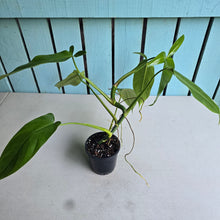 Load image into Gallery viewer, #32C Philodendron Tripartitum