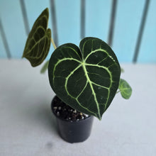 Load image into Gallery viewer, #W20 Anthurium Clarinervium