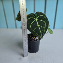 Load image into Gallery viewer, #W20 Anthurium Clarinervium