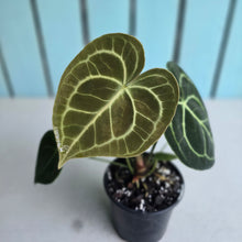 Load image into Gallery viewer, #W20 Anthurium Clarinervium