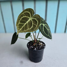 Load image into Gallery viewer, #W20 Anthurium Clarinervium