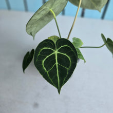 Load image into Gallery viewer, #W20 Anthurium Clarinervium