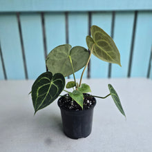 Load image into Gallery viewer, #W20 Anthurium Clarinervium