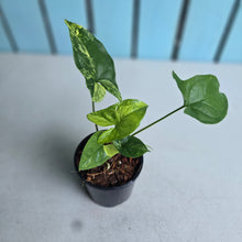 Load image into Gallery viewer, #H60 Syngonium Aurea Variegated