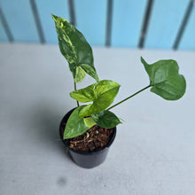 Load image into Gallery viewer, #H60 Syngonium Aurea Variegated