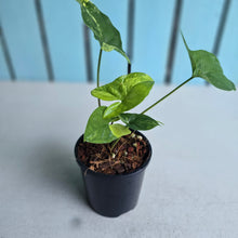 Load image into Gallery viewer, #H60 Syngonium Aurea Variegated