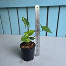 Load image into Gallery viewer, #H60 Syngonium Aurea Variegated