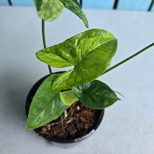Load image into Gallery viewer, #H60 Syngonium Aurea Variegated