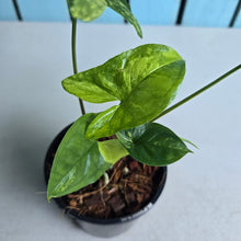 Load image into Gallery viewer, #H60 Syngonium Aurea Variegated