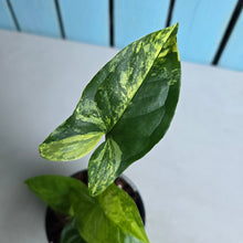 Load image into Gallery viewer, #H60 Syngonium Aurea Variegated