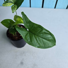 Load image into Gallery viewer, #H60 Syngonium Aurea Variegated