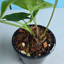 Load image into Gallery viewer, #H60 Syngonium Aurea Variegated
