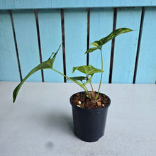 Load image into Gallery viewer, #H60 Syngonium Aurea Variegated