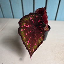 Load image into Gallery viewer, #G15 Begonia Dr Karissa