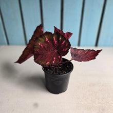 Load image into Gallery viewer, #G15 Begonia Dr Karissa