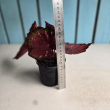 Load image into Gallery viewer, #G15 Begonia Dr Karissa