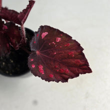 Load image into Gallery viewer, #G15 Begonia Dr Karissa